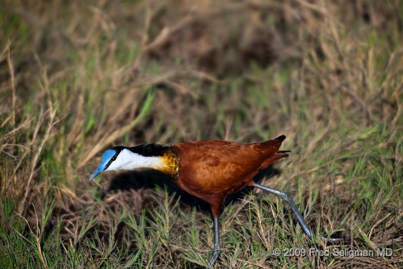 20090613_163450 D3 (1) X1.jpg - Please e-mail me if you know the names of any of these birds